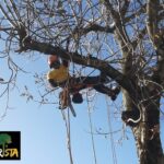 Poda e Abate Especializado de Árvores - Ponte de Lima