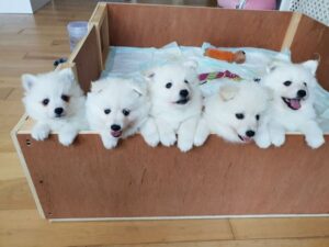Encantadores e bonitos, excelentes cachorros spitz japoneses prontos agora.