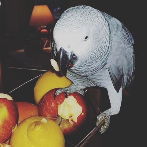 N1 (#ID:485-484-medium_large)  Parrots available now da categoria Animais e que está em Vila Nova de Famalicão, new, 400, com id exclusivo - Resumo de imagens, fotos, fotografias, fotografias e mídia visual correspondente ao anúncio classificado #ID:485
