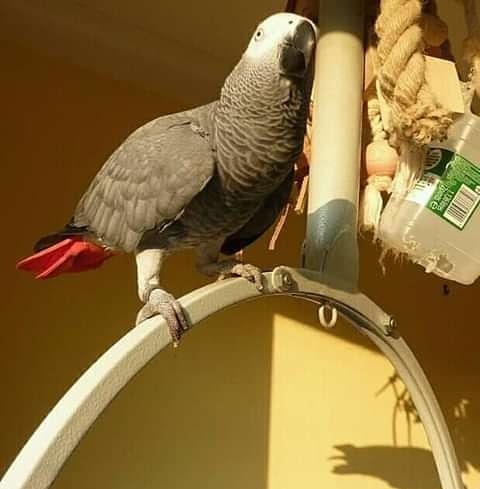 N1 (#ID:481-480-medium_large)  Parrots available now da categoria Animais e que está em Tarouca, new, 400, com id exclusivo - Resumo de imagens, fotos, fotografias, fotografias e mídia visual correspondente ao anúncio classificado #ID:481