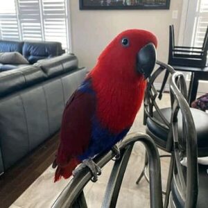 Parrots for pets lover