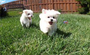 Cute Toy Pomeranian Puppies disponíveis agora.