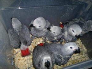 Papagaios cinzentos africanos criados à mão.
