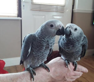 Amigáveis ​​Papagaios-do-Congo macho e fêmea + 447440524997