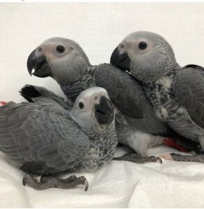 Adoráveis ​​Papagaios-do-Congo +447440524997