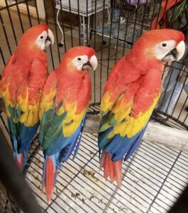 Lindos papagaios Harlegold Macaw