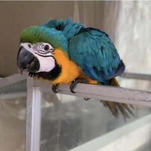 Par falante de papagaios de arara azul e dourado disponíveis.