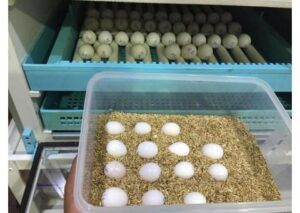 Ovos de papagaio férteis frescos e saudáveis ​​para incubação +447440524997