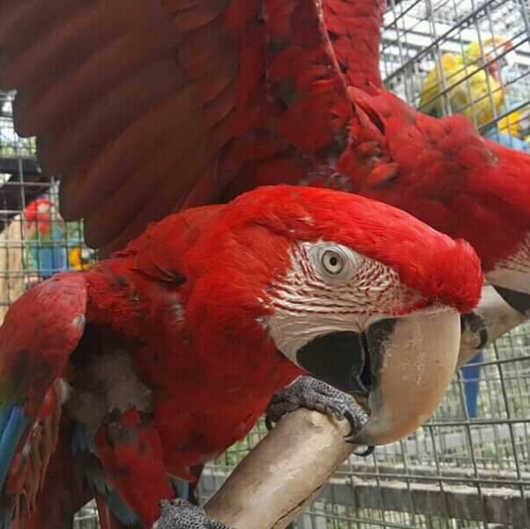 N1 (#ID:494-493-medium_large)  Birds and parrots available da categoria Animais e que está em Ponte de Lima, new, 400, com id exclusivo - Resumo de imagens, fotos, fotografias, fotografias e mídia visual correspondente ao anúncio classificado #ID:494