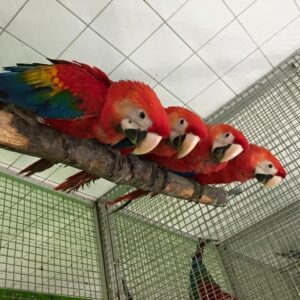 Birds and parrots for sale