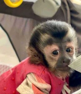 macaco capuchinho