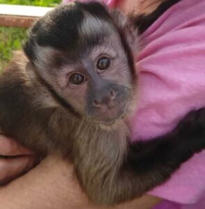 Adoráveis ​​bebês macacos-prego