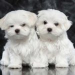 Stunning Kc Registered Teacup Cachorros malteses prontos agora - Vila Nova da Barquinha
