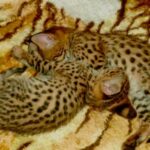 bebês serval africanos e caracal disponíveis - Torres Vedras