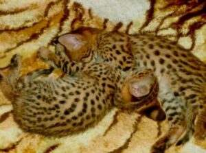 bebês serval africanos e caracal disponíveis