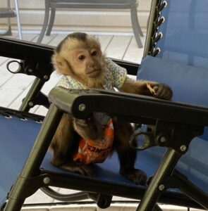 Bebê macaco-prego disponível