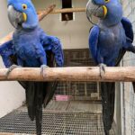 papagaios araras azuis masculinos e femininos - Lisboa