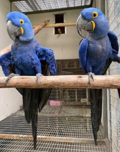 papagaios araras azuis masculinos e femininos